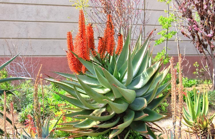 Aloe ferox (Cape Aloe)